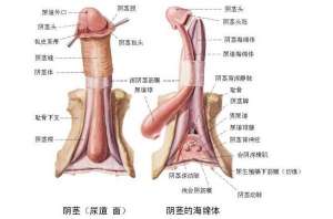 男性阳痿有什么症状呢